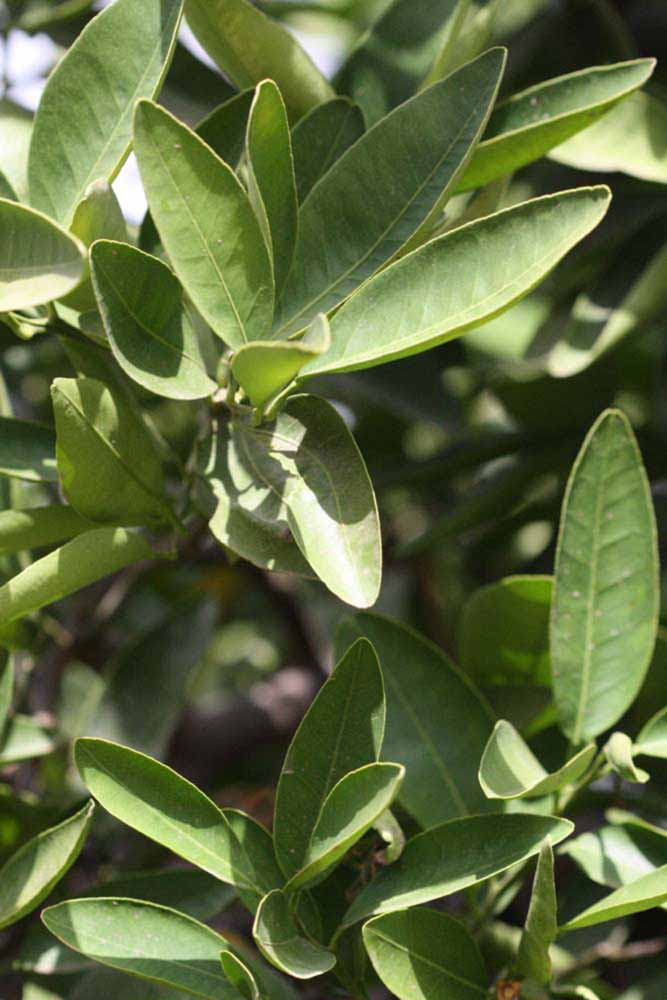                Sun leaves (Iyomikan, Riverside, CA)       